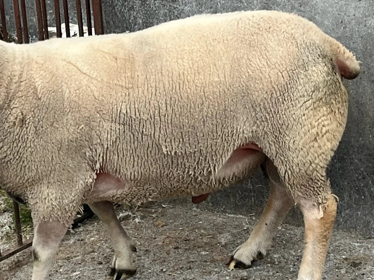 Super char ram - Image 3