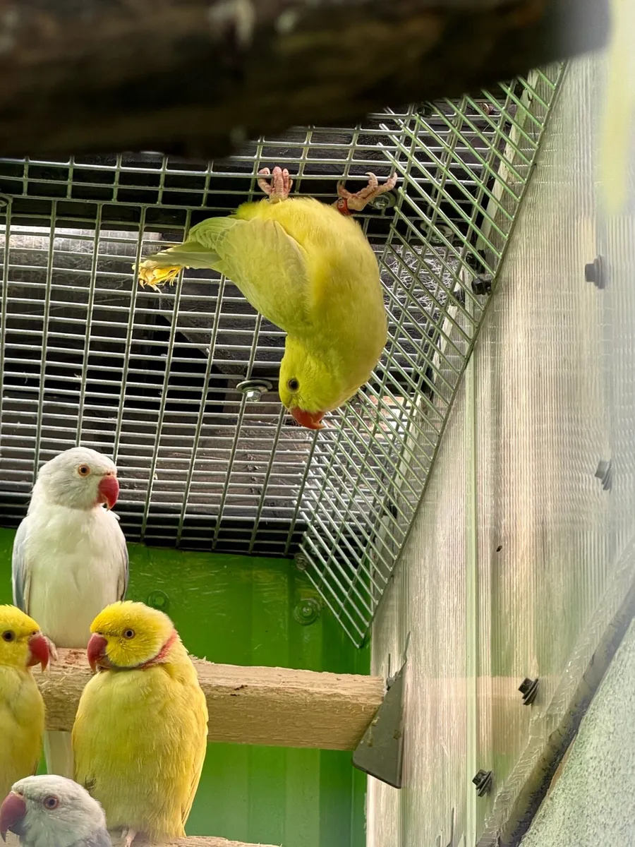 Mutation ring necks and budgies - Image 1