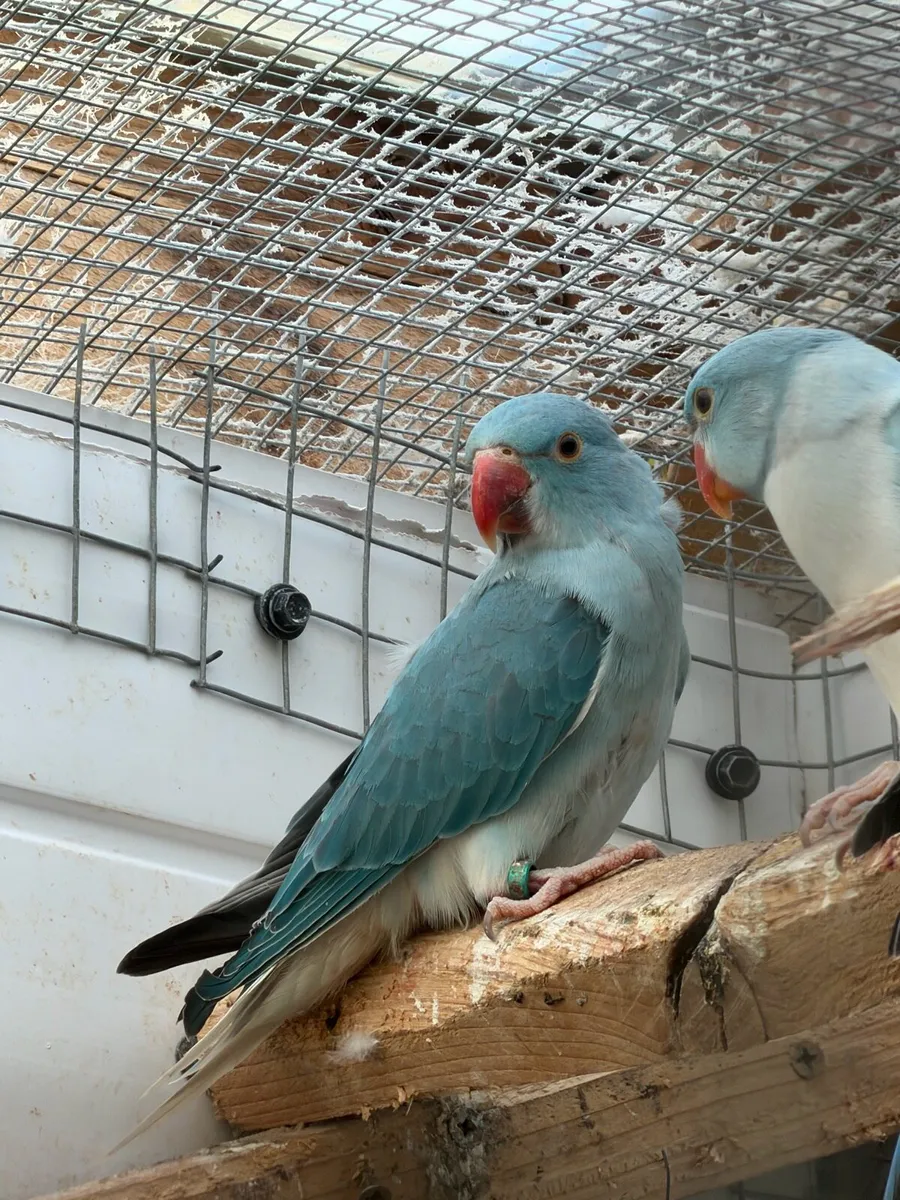 Mutation ring necks and budgies - Image 2