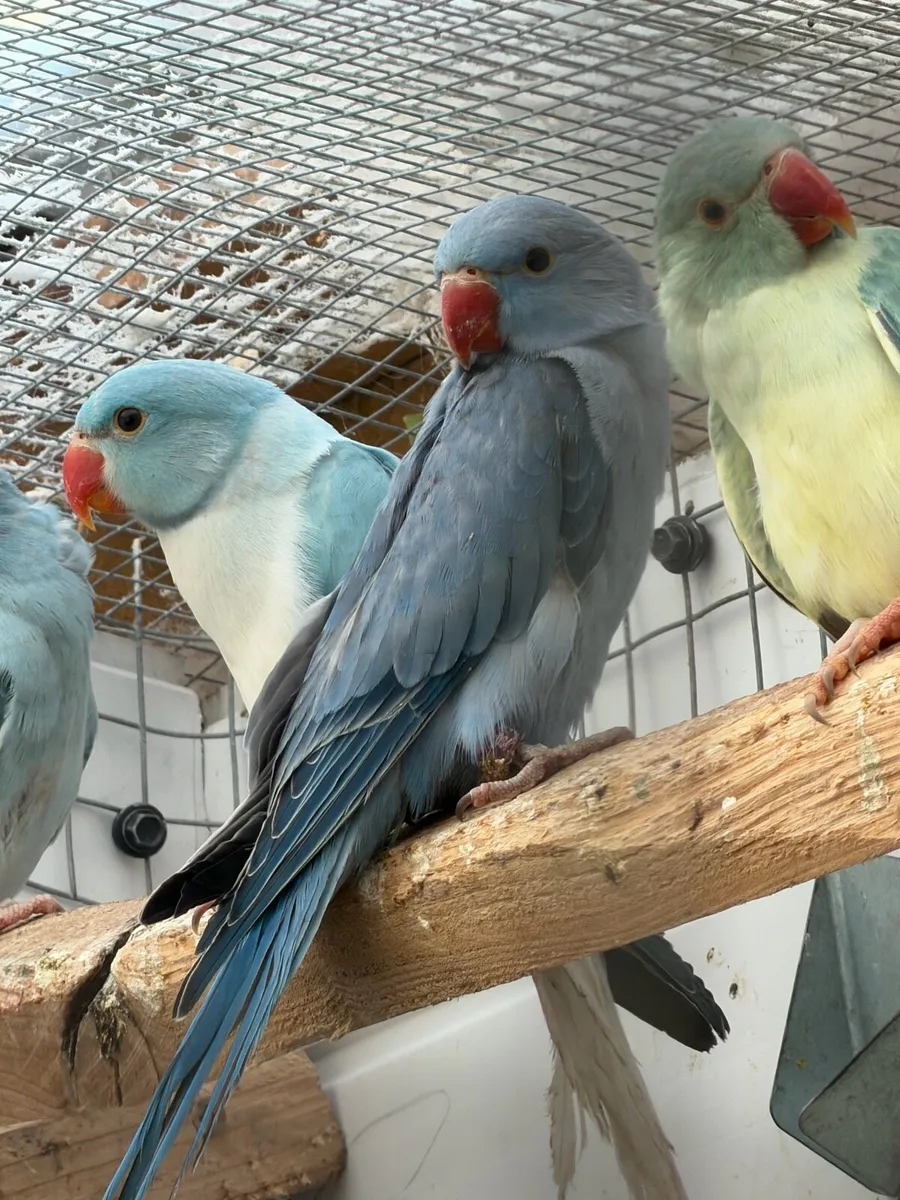 Mutation ring necks and budgies - Image 3