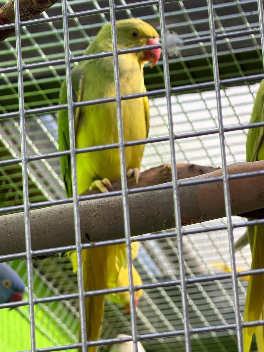 Mutation ring necks and budgies - Image 4