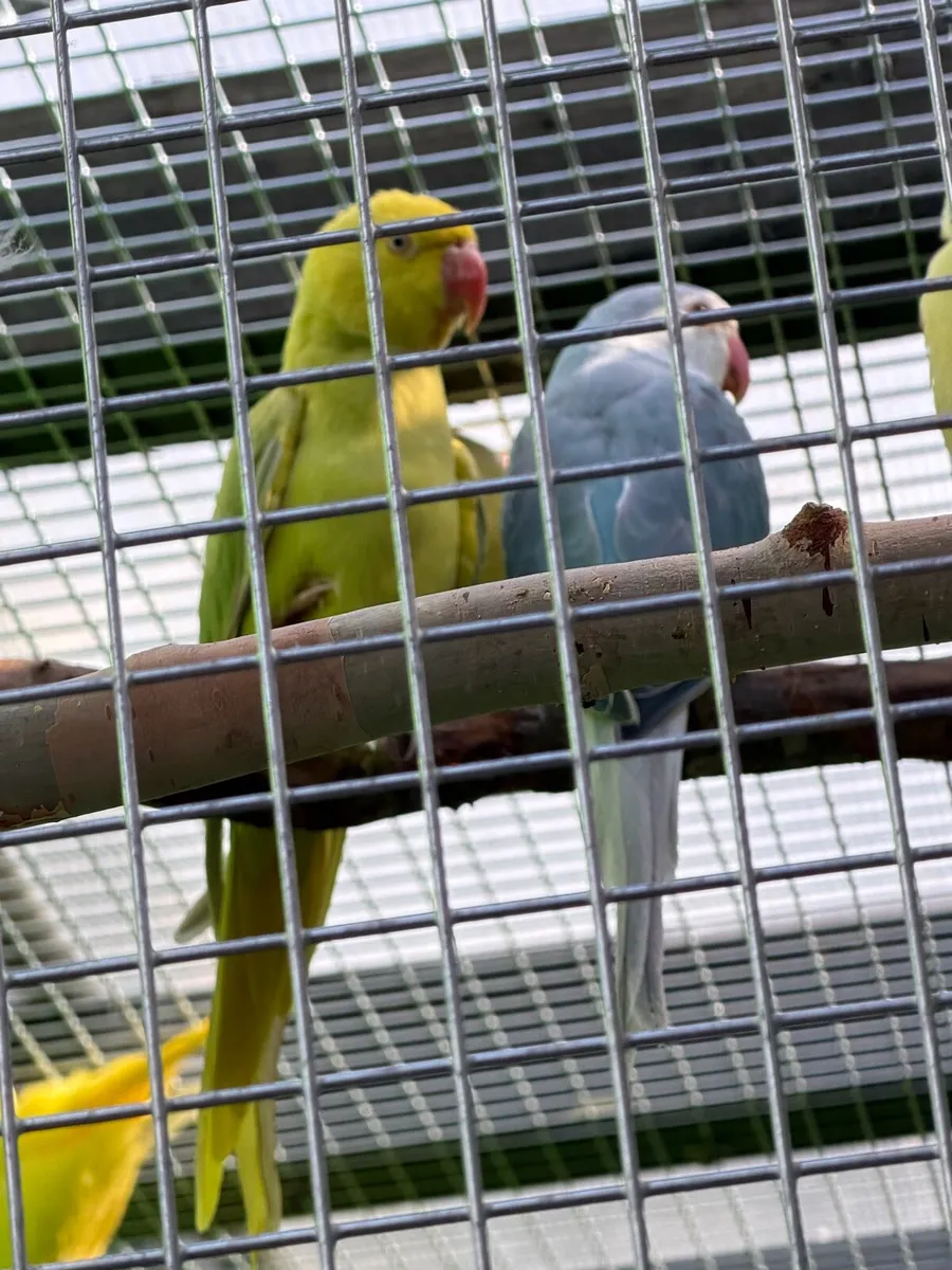 Adult and young ringnecks,budgie mutation - Image 4