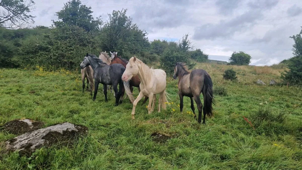 Irish Draught and Connemara - Image 2