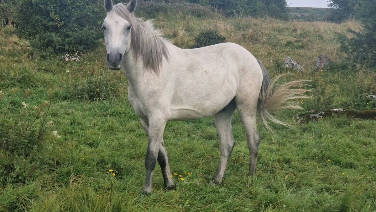 Irish Draught and Connemara - Image 3