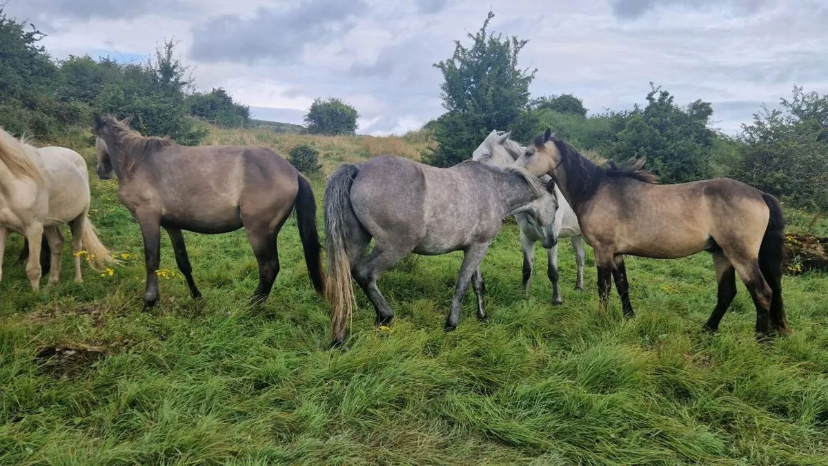 Irish Draught and Connemara - Image 4