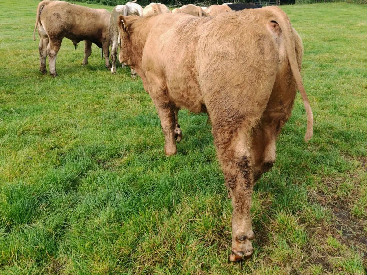 13 U Grade Bull Weanlings 380 kgs - Image 1