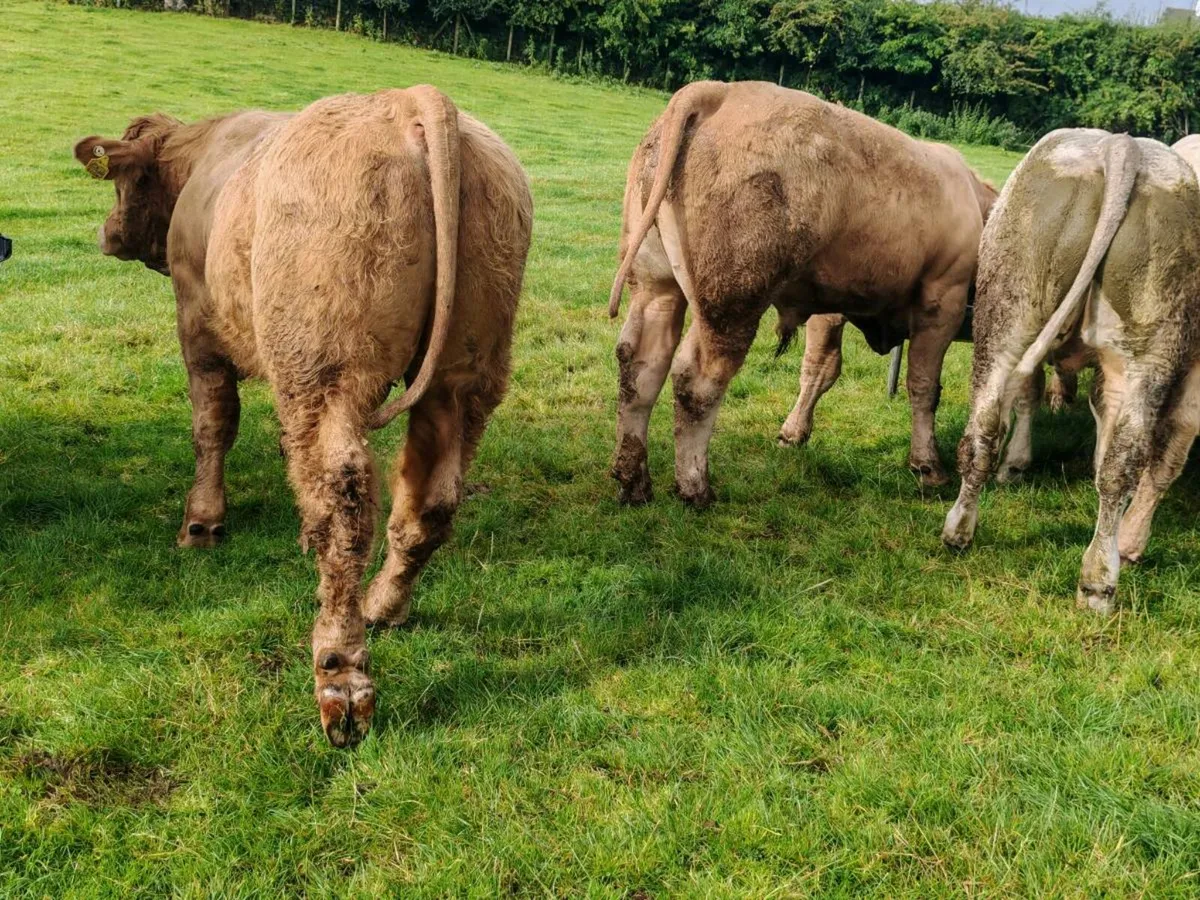 13 U Grade Bull Weanlings 380 kgs - Image 2