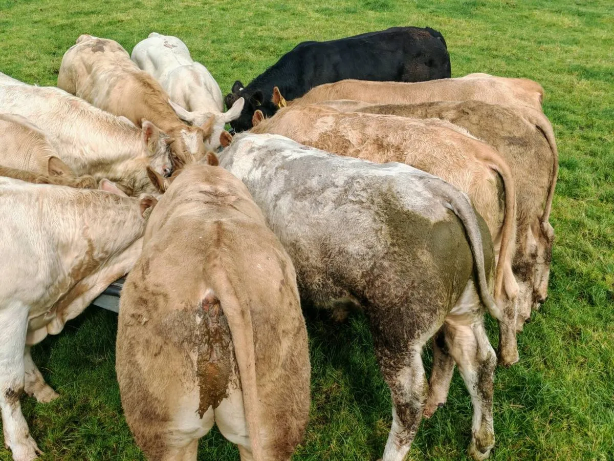 13 U Grade Bull Weanlings 380 kgs - Image 4