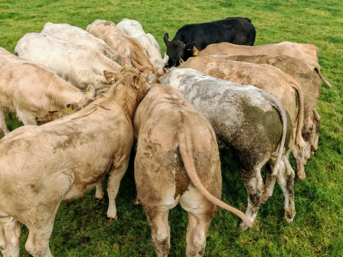 13 U Grade Bull Weanlings 380 kgs - Image 3