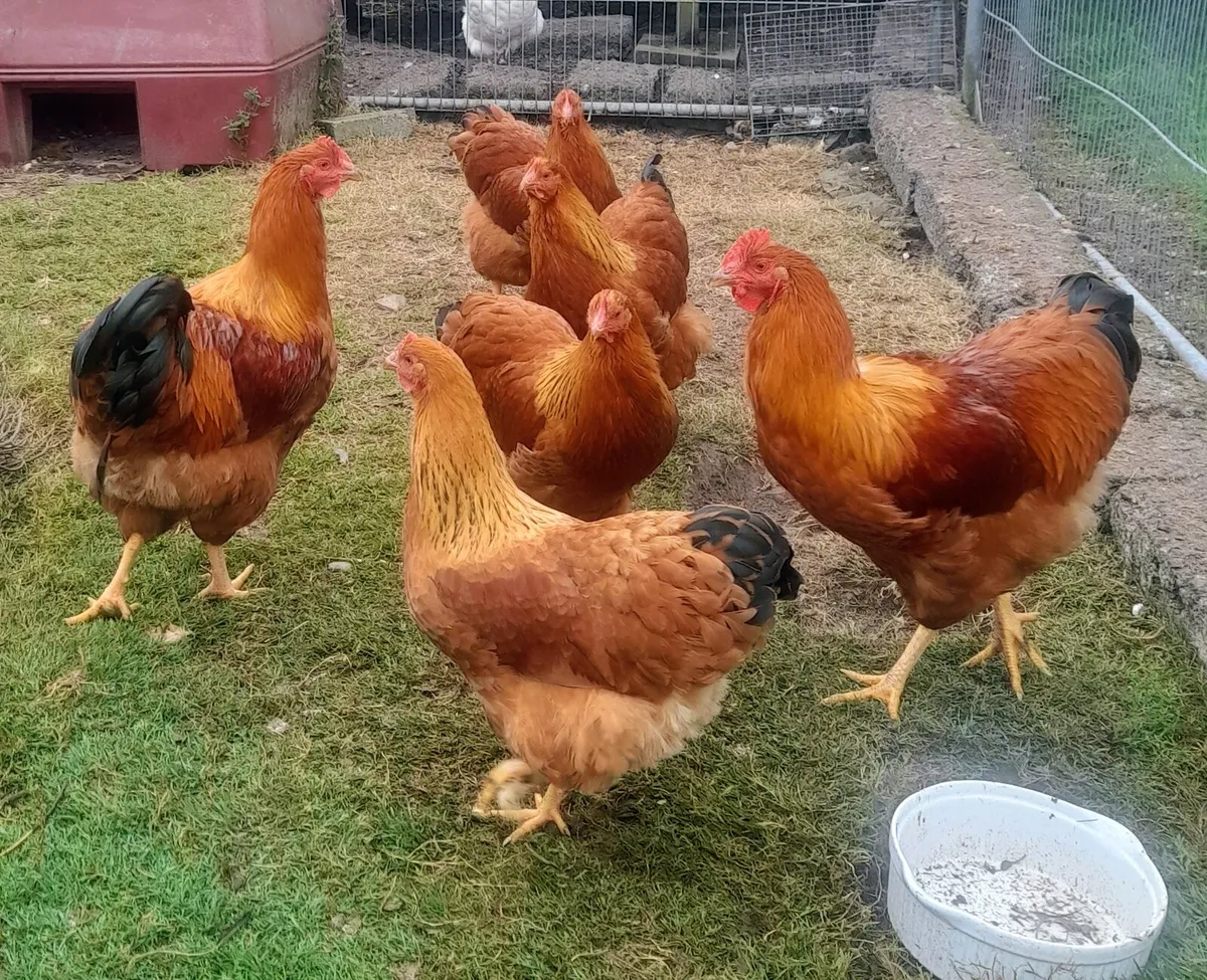 Purebred,Rooster - Image 3