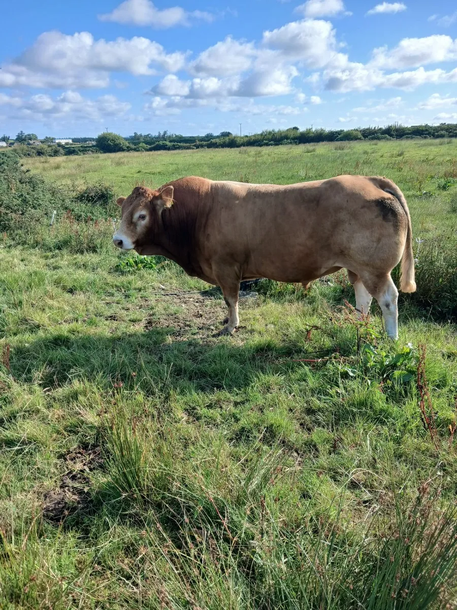 Bull - Image 3