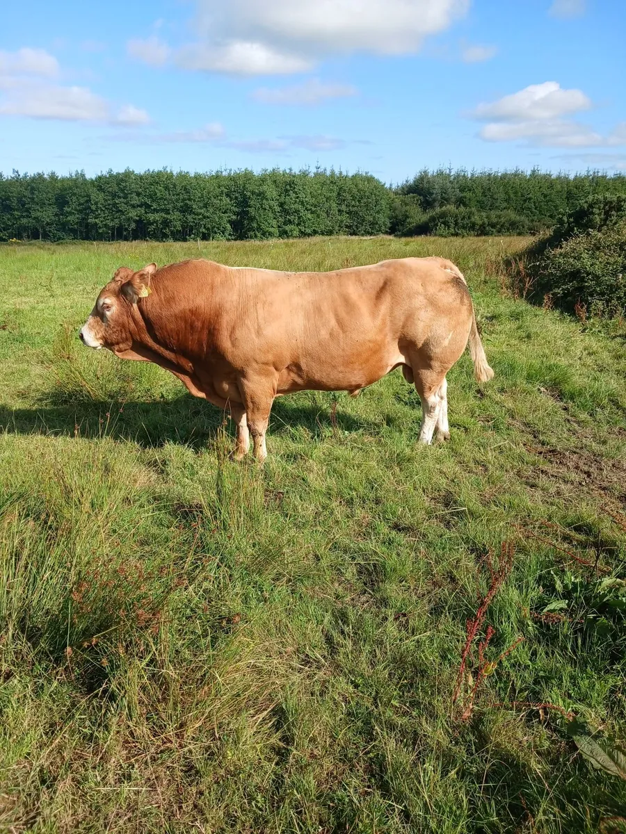 Bull - Image 4