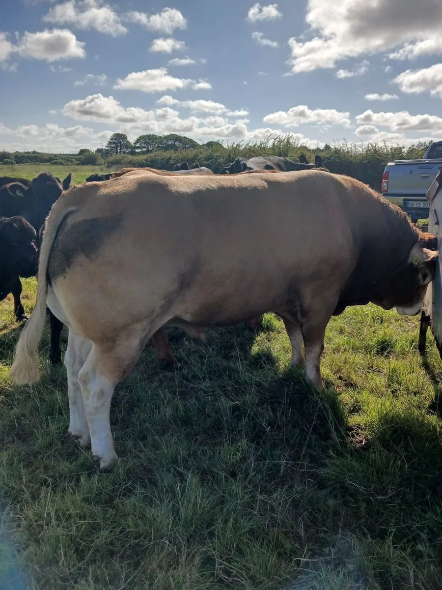 Bull - Image 2