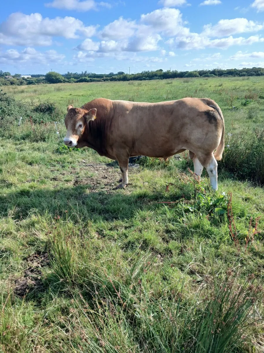 Bull - Image 1