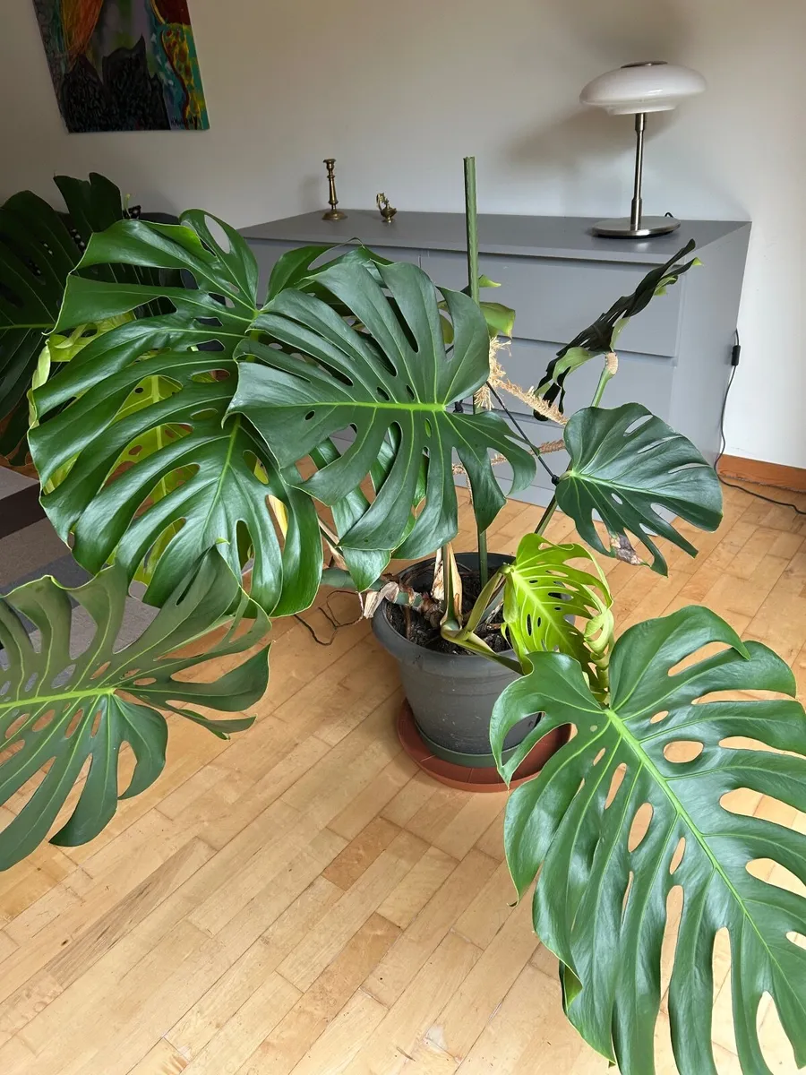 Finger Plant - Image 1