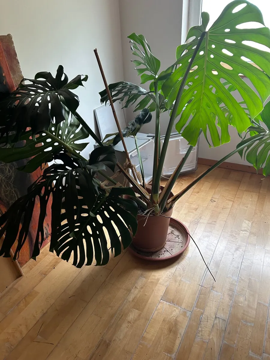 Finger Plant - Image 2