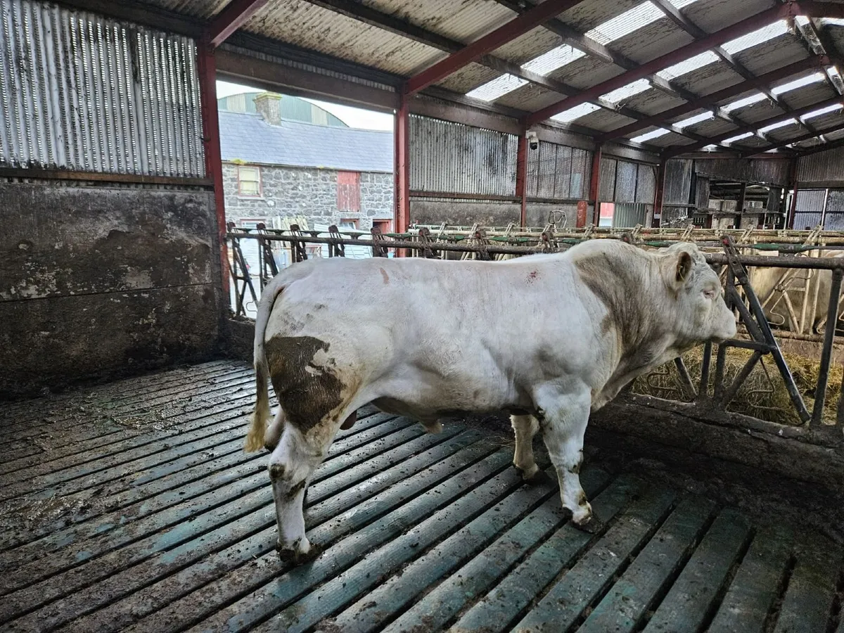 Charolais bull - Image 2
