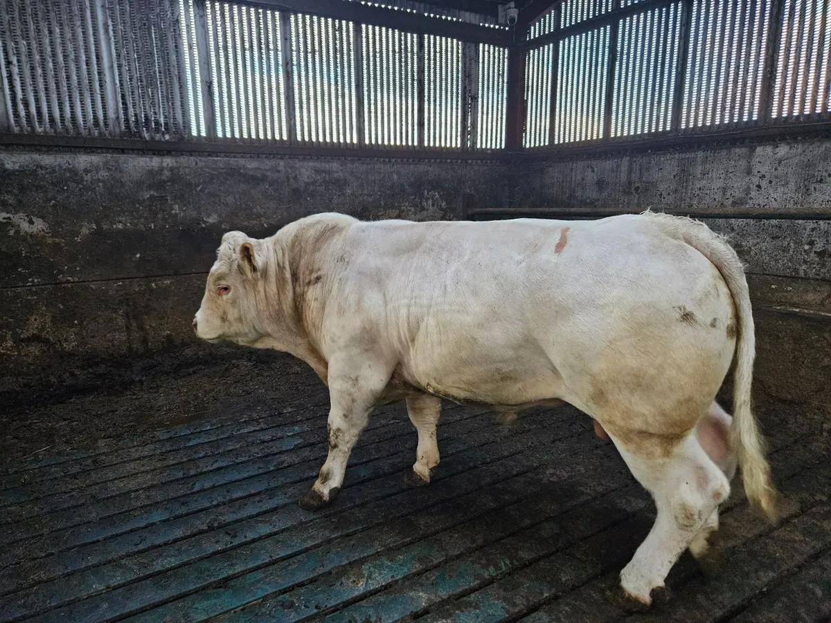 Charolais bull - Image 4
