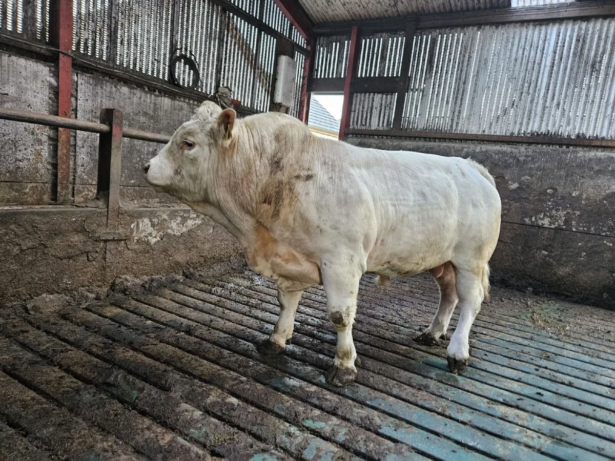 Charolais bull - Image 1
