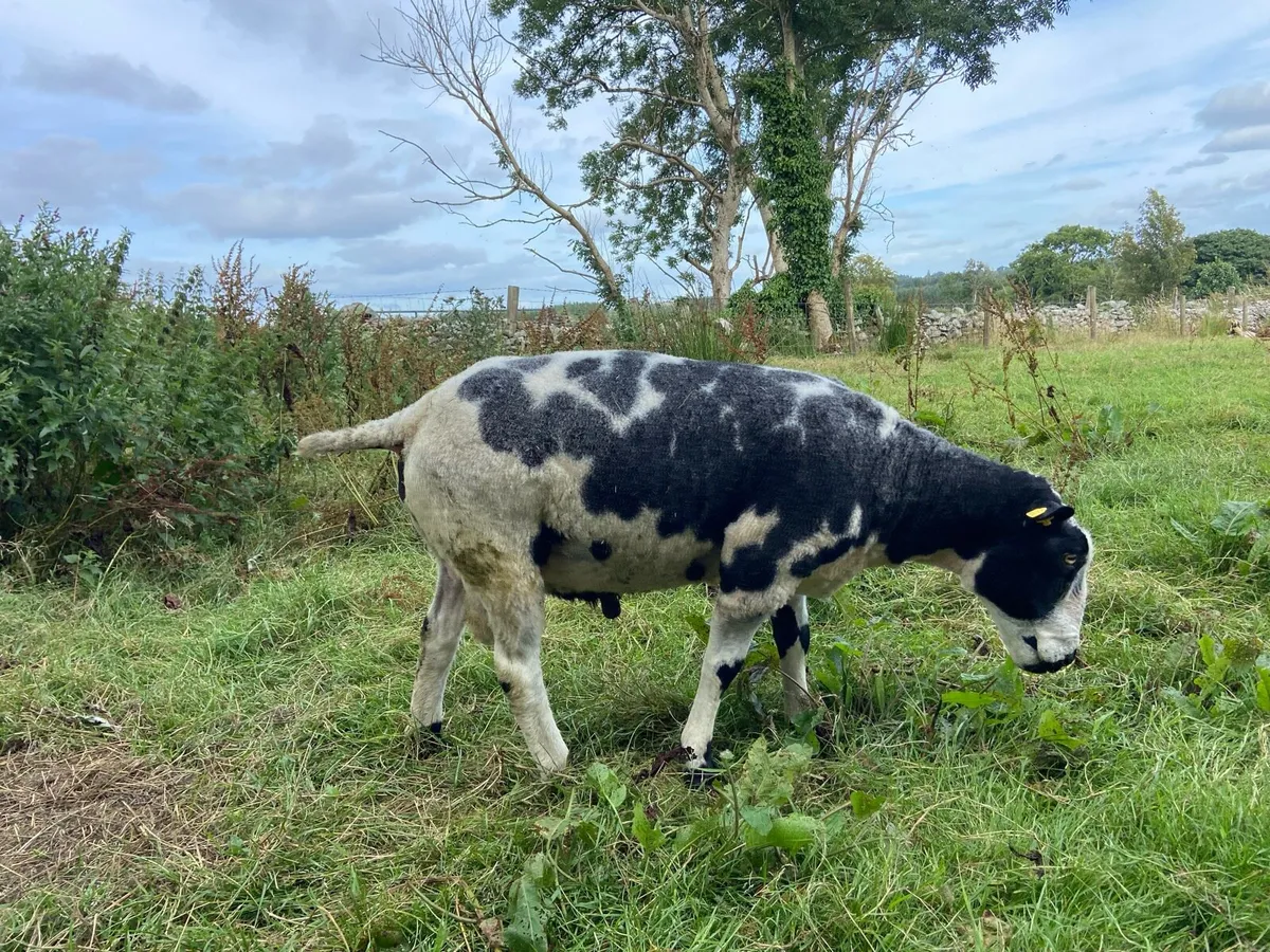 Spotted Dutch ram 3year old - Image 3