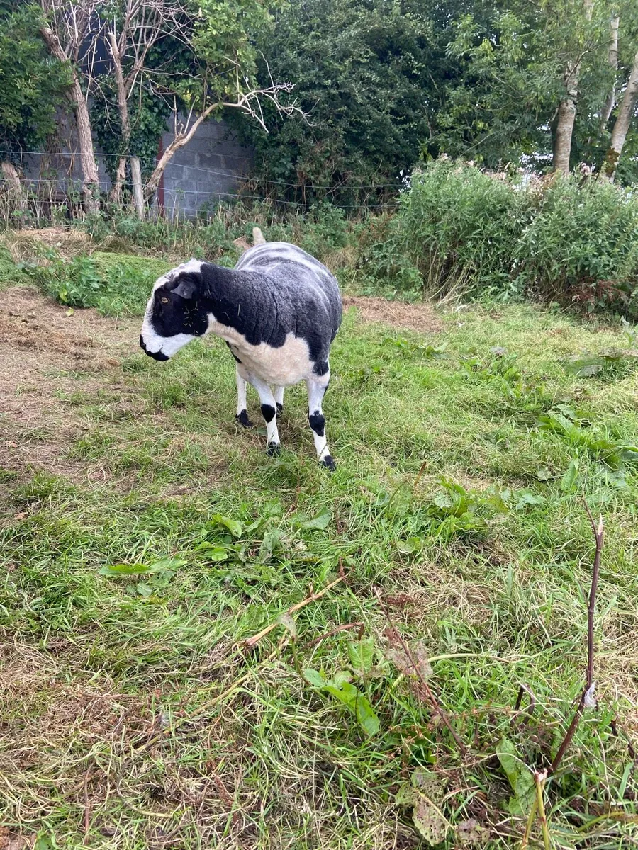 Spotted Dutch ram 3year old - Image 2