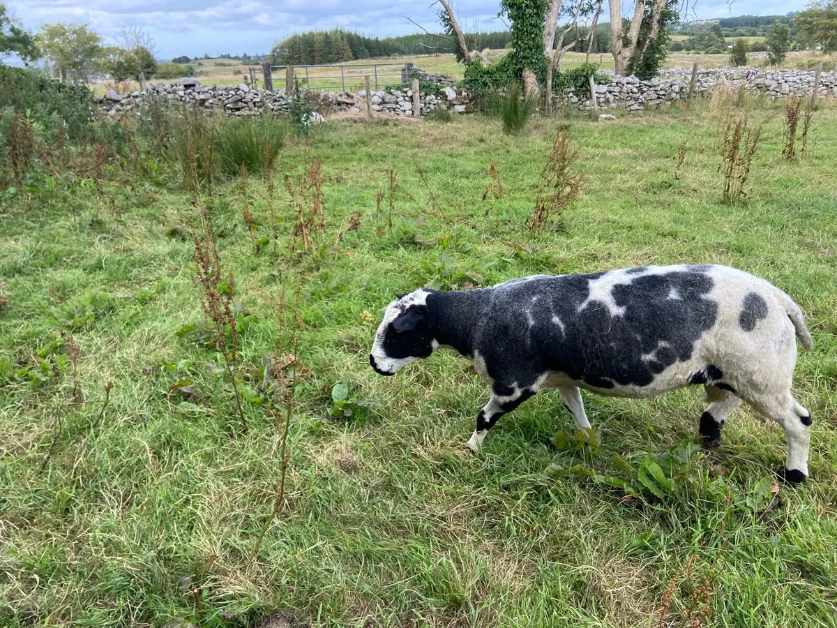Spotted Dutch ram 3year old - Image 4