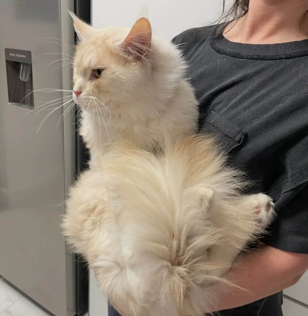 Main coon cat - Image 2
