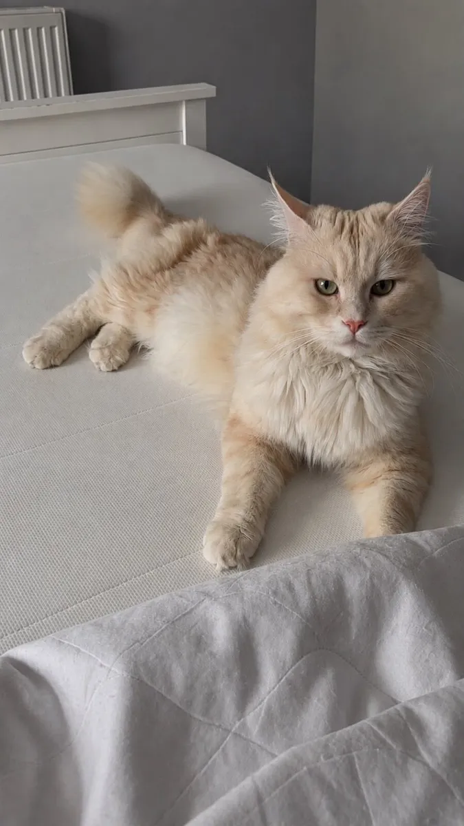 Main coon cat - Image 3