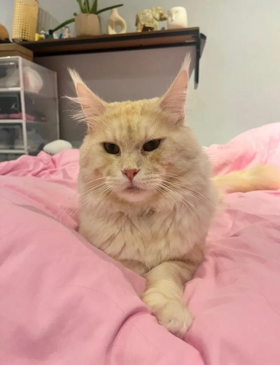 Main coon cat - Image 1