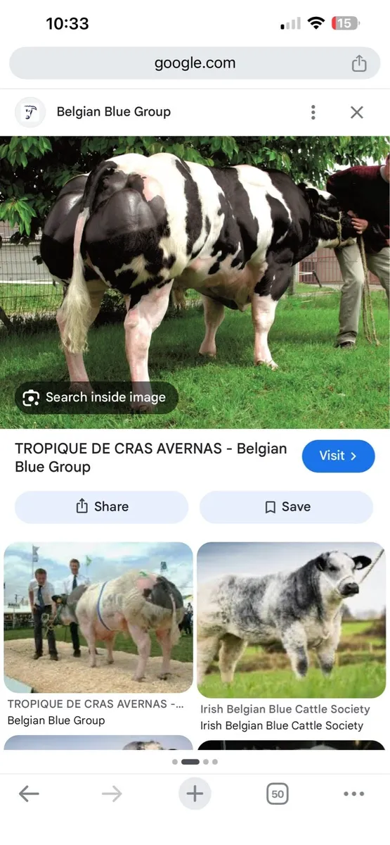 Belgian blue ai straws - Image 1