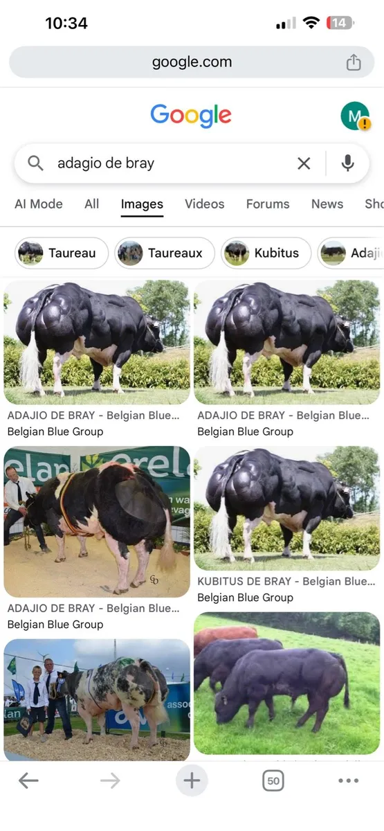 Belgian blue ai straws - Image 2