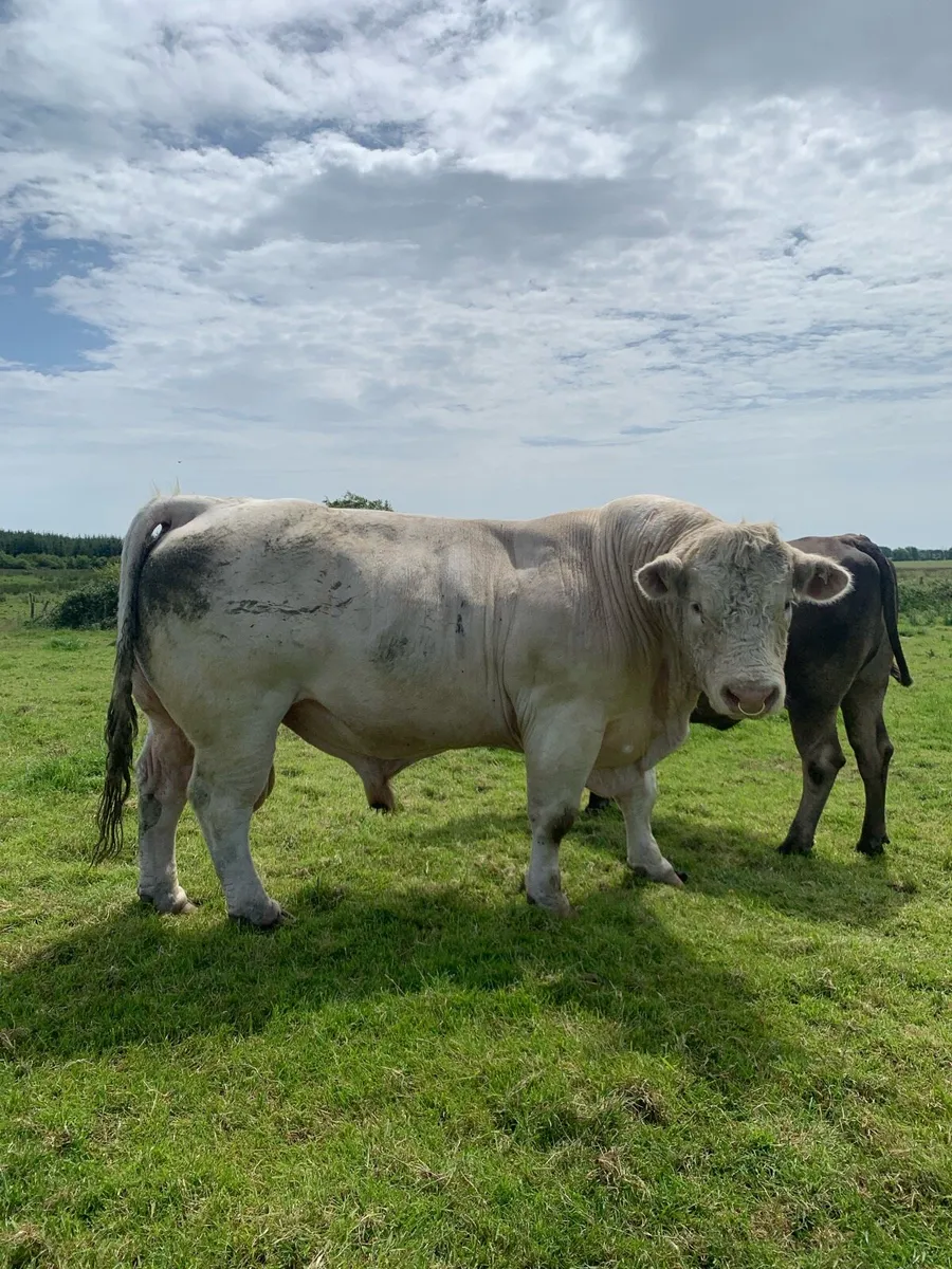 Purebred Charolais Bull - Image 1