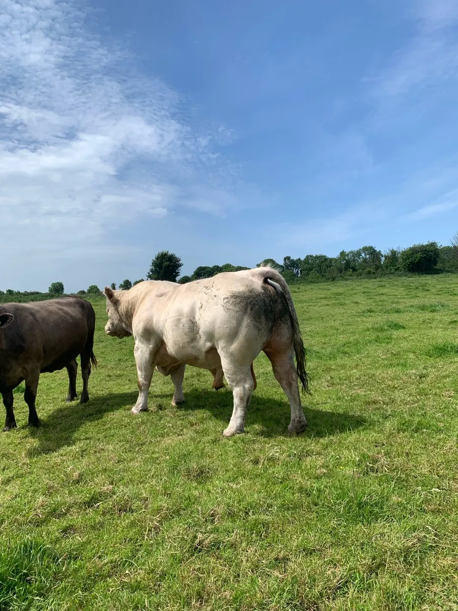 Purebred Charolais Bull - Image 2