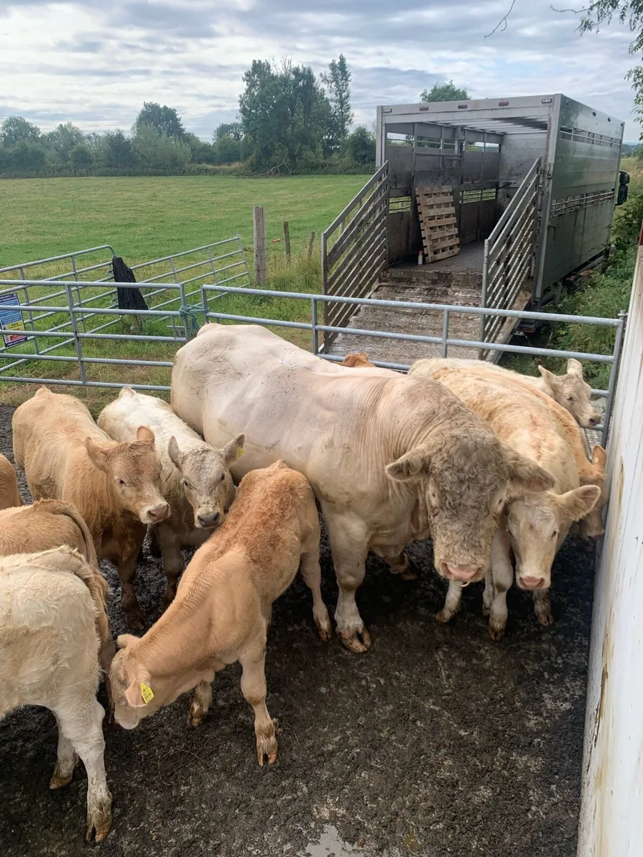 Purebred Charolais Bull - Image 3