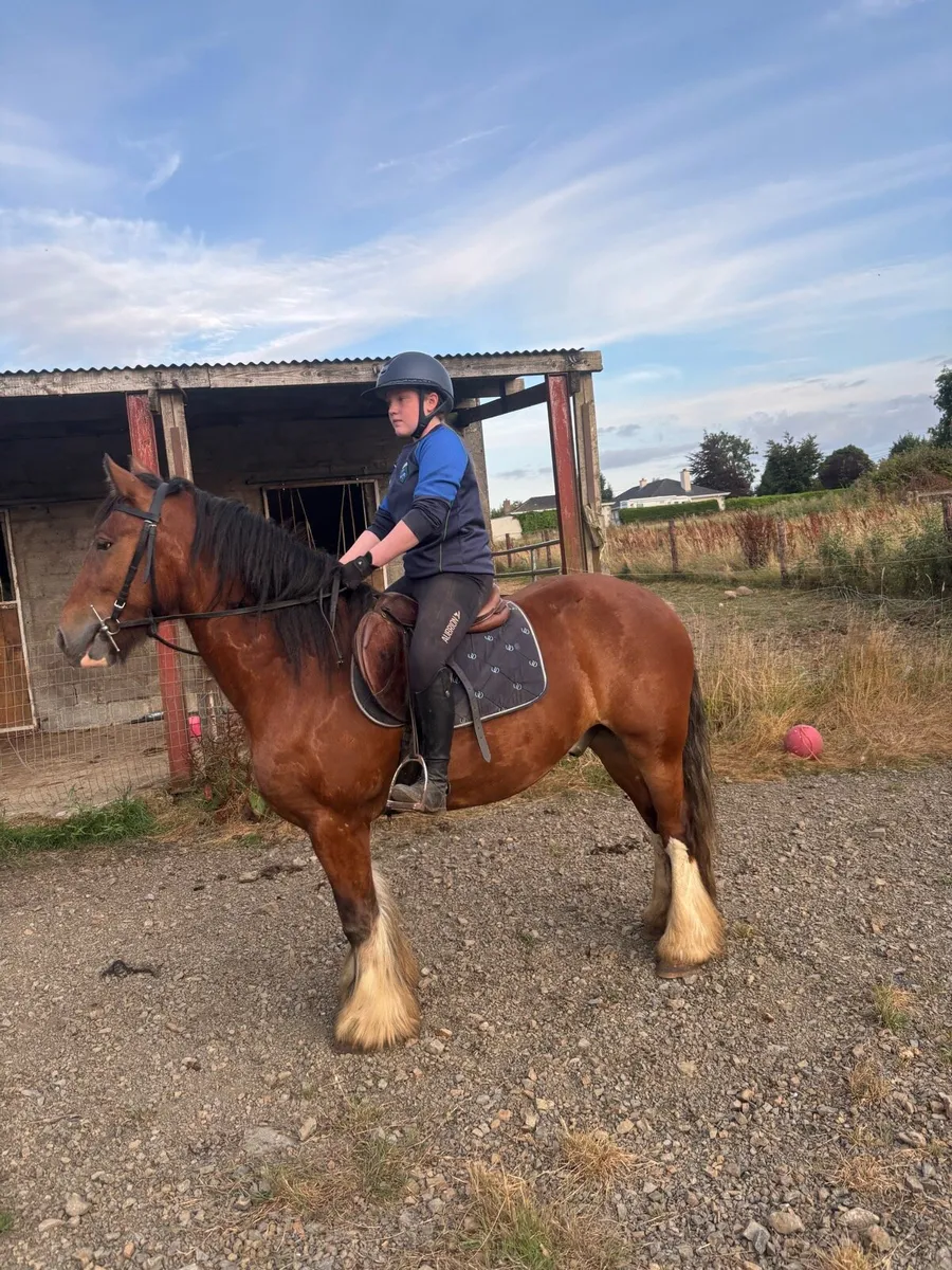 Cob gelding - Image 4