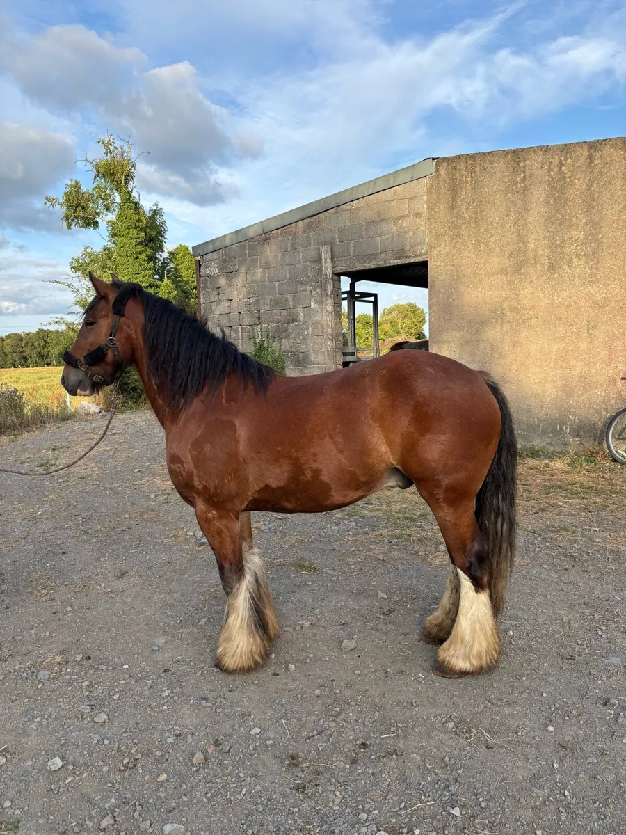Cob gelding - Image 1