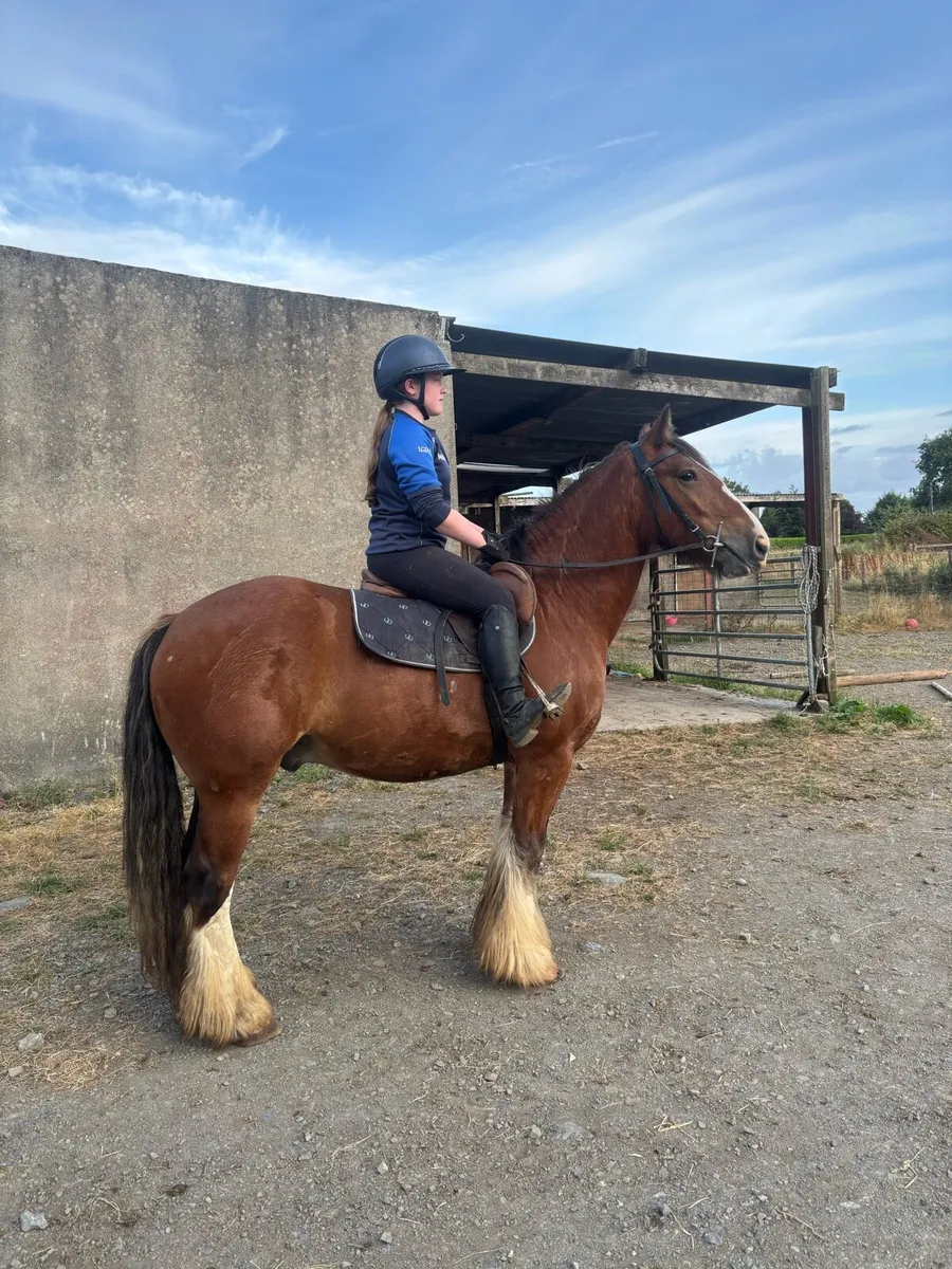 Cob gelding - Image 2