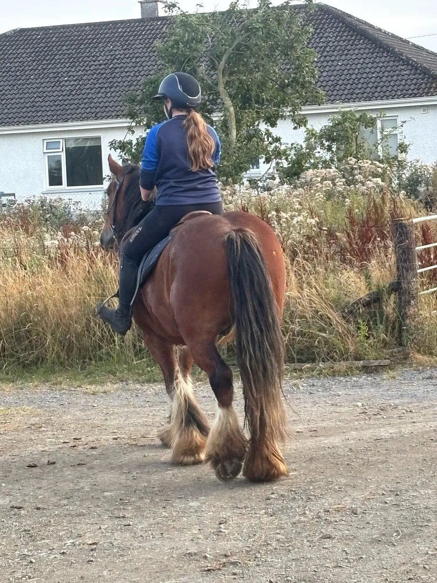 Cob gelding - Image 3