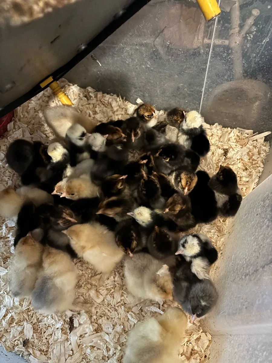 Day old chicks - Image 1