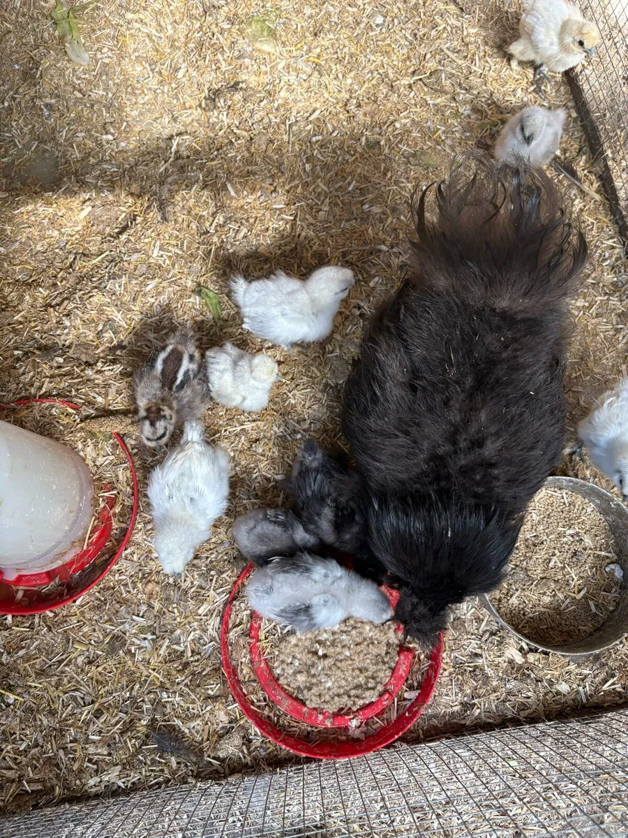 USA silkie chicks - Image 2