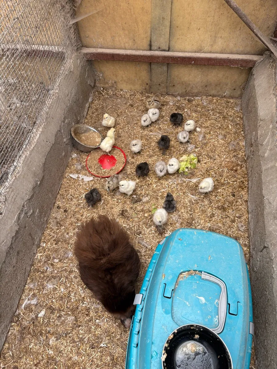 USA silkie chicks - Image 1