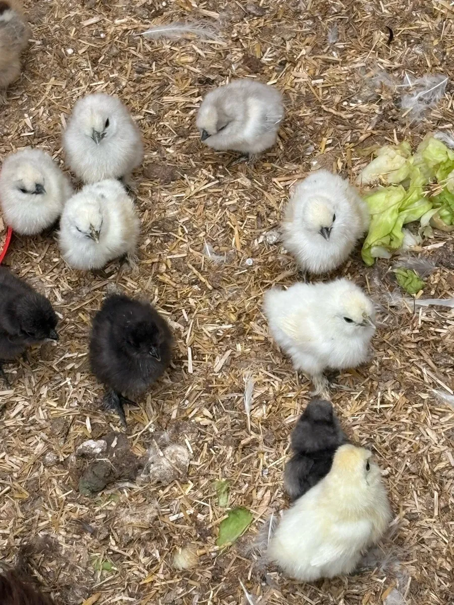 USA silkie chicks - Image 3