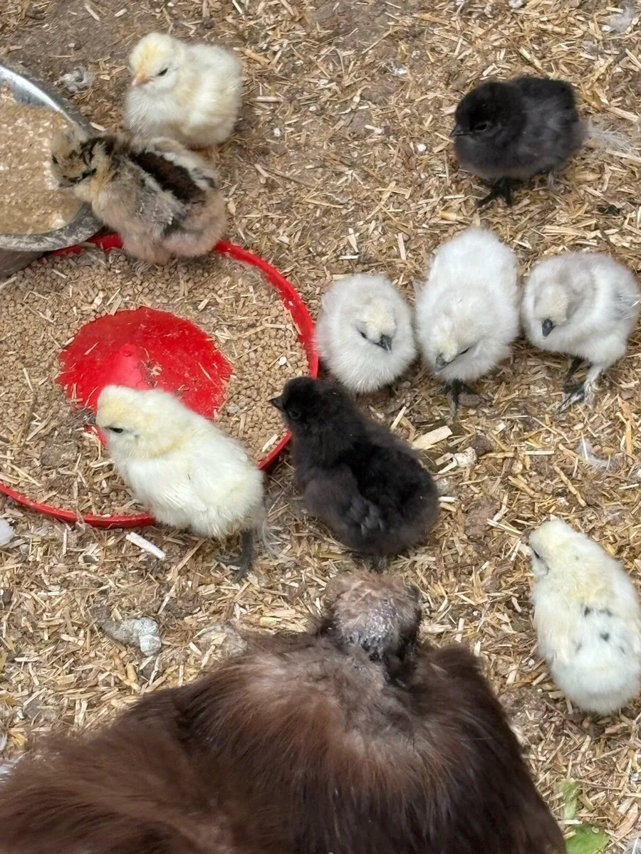 USA silkie chicks - Image 4