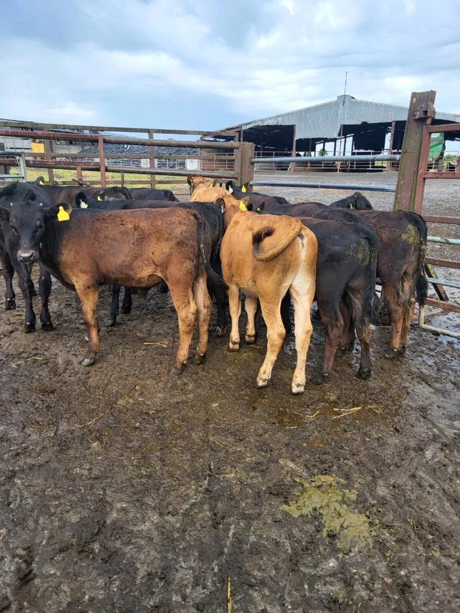 Bulls - Image 2