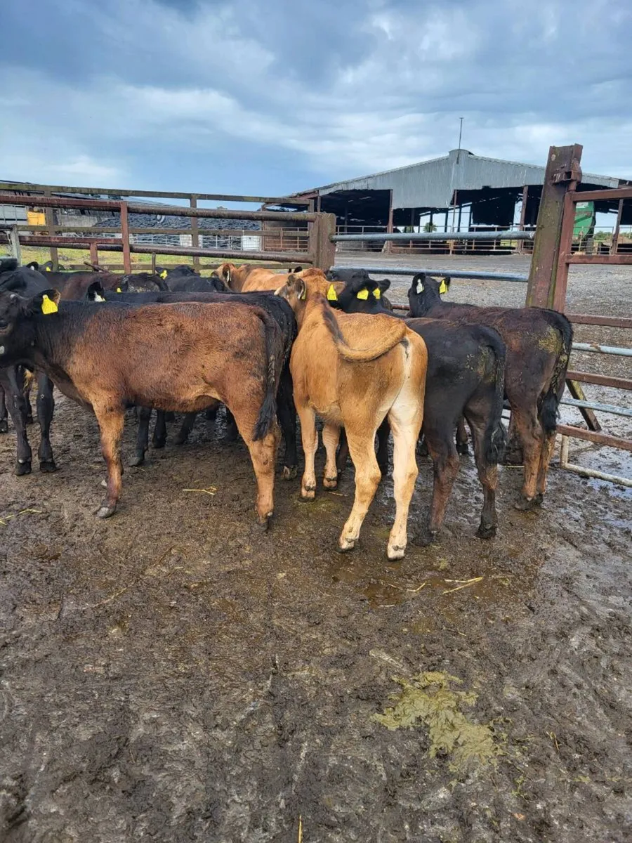 Bulls - Image 1