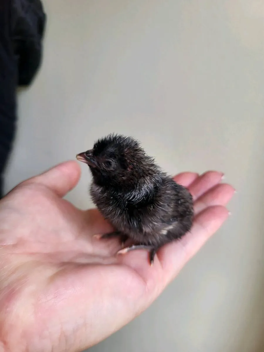 Day old chicks - Image 3