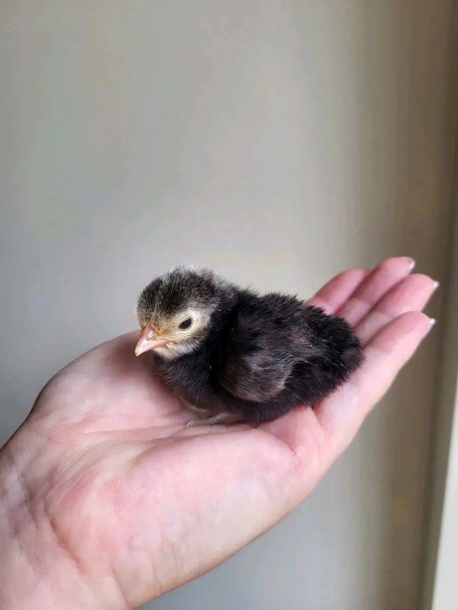 Day old chicks - Image 4
