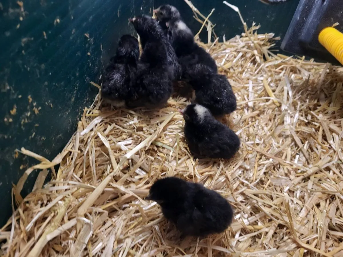 Day old chicks - Image 2