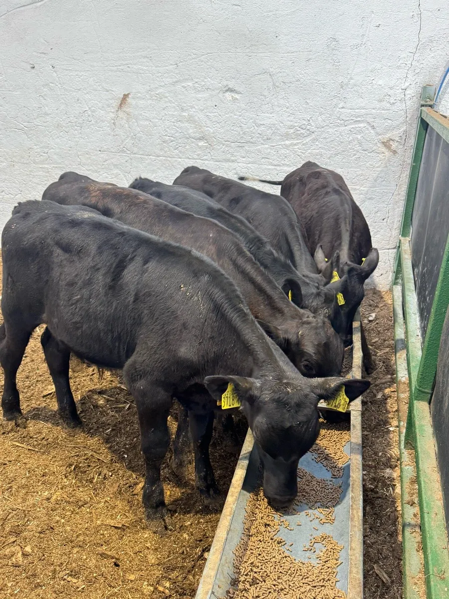 AA Bulls - Image 2