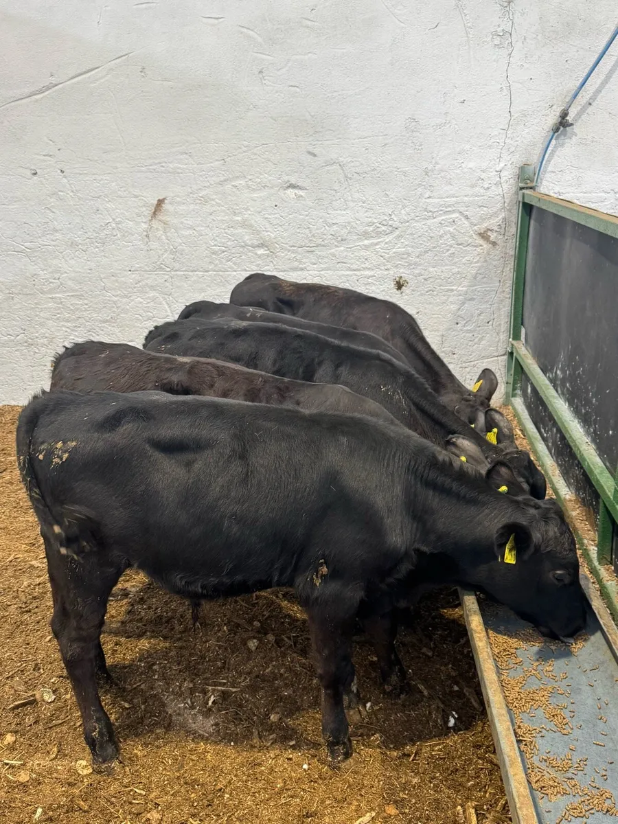 AA Bulls - Image 3